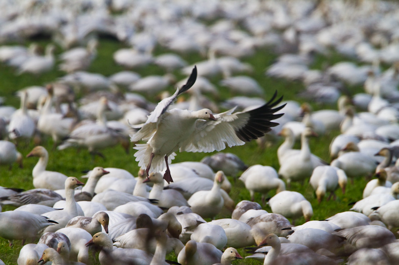 Snow Goose Landing In Field